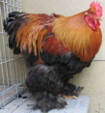 <p>welk type kip is dit</p>
