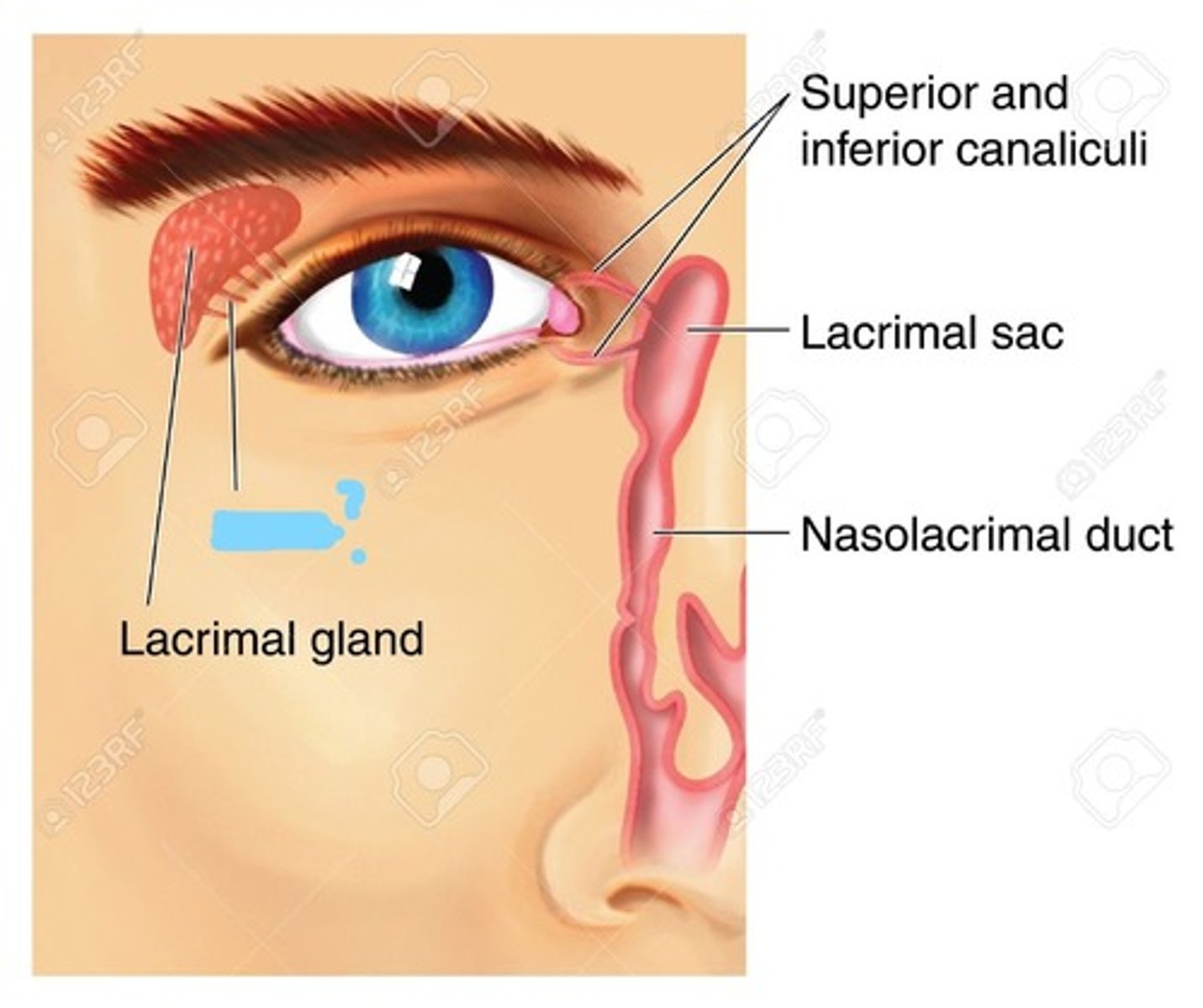 <p>the passageway that drains excess tears into the nose</p>