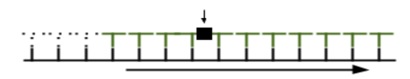 <p>The enzyme Ligase joins…</p>