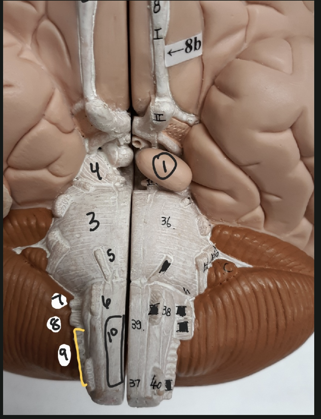 <p>(UNDERSIDE OF BRAIN) Name numbered brain structures: (1-9) </p>
