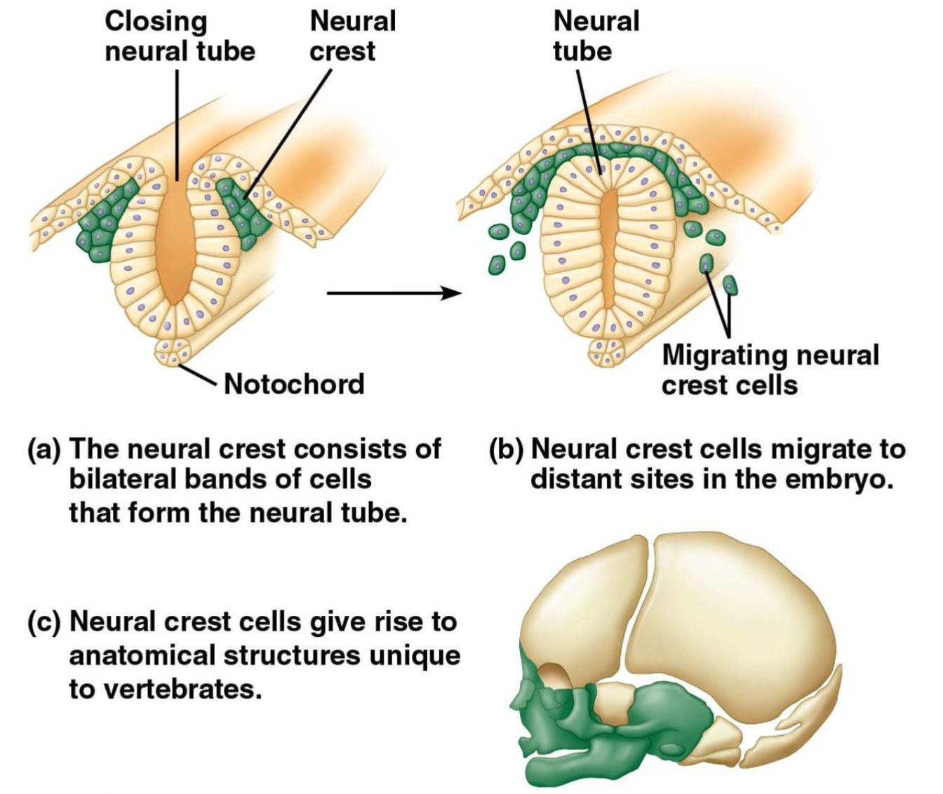 <p>Neural crest</p>