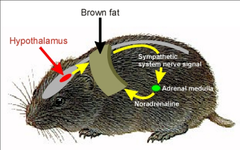 <p>Non-shivering thermogenesis helps hibernating animals warm up by metabolizing Brown Adipose Tissue (BAT).</p>