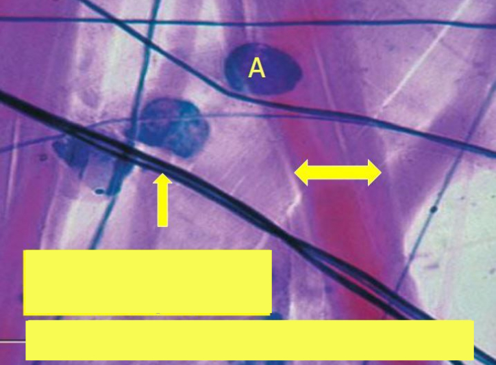 <p>What is the double arrow</p>