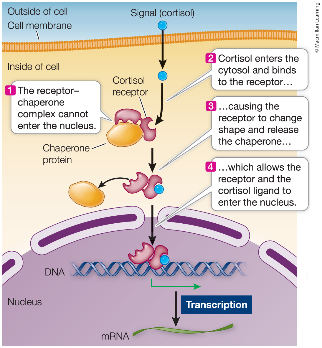 <p>Chaperone protein</p>