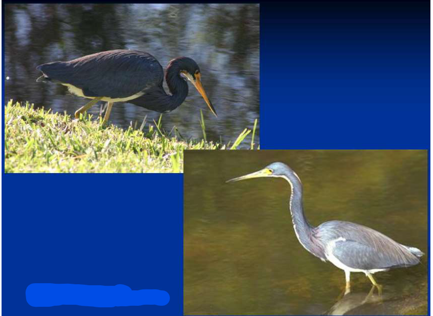 <p>What is the Order, Family, and Common name of this vertebrate?</p>