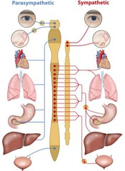 <p>Parasympathetic and Sympathetic branches</p>