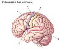 <p>The lateral surface of the brain.</p><p>Selected gyri, sulci and fissures.</p><p>5</p>