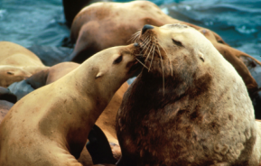 <p>Order Carnivora</p><p>Suborder Pinnipedia</p><p>Family Otariidae</p><p>Subfamily Otariinae</p><p><em>Eumetopia jubatus</em></p><p>aka</p><p>fun fact(s)</p><p>IUCN</p>