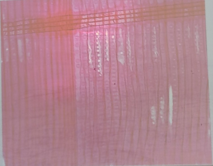 <ol><li><p>Tissue</p></li><li><p>Cell name</p></li><li><p>Specific Name</p></li></ol><p></p>