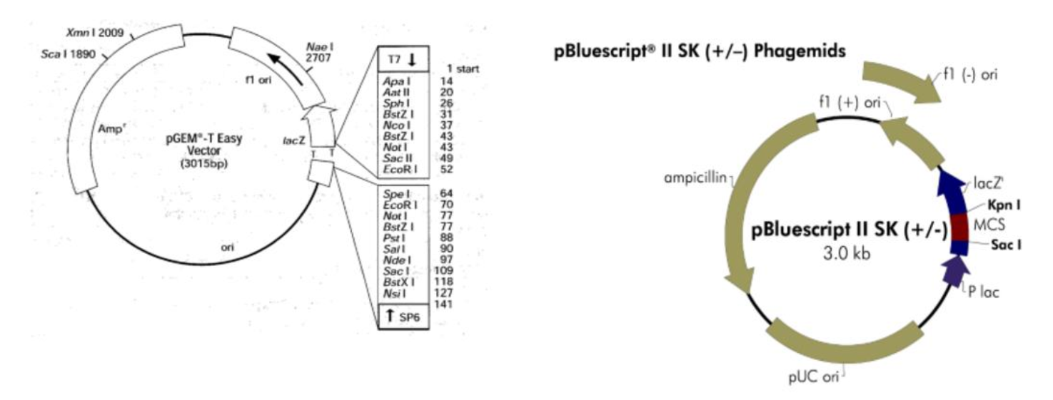 <p>pBluescript 2 sk (+/-)</p>