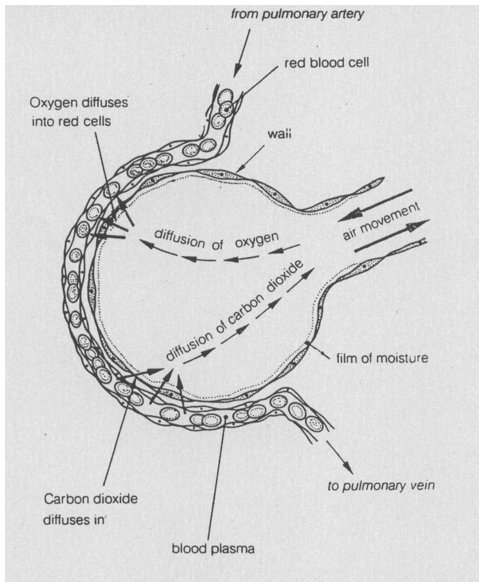 <p><span>&nbsp;</span><span style="font-family: "Tw Cen MT";">The concentration of carbon dioxide in the blood is higher than in <br>the air in the alveoli.</span></p><p><span>&nbsp;</span><span style="font-family: "Tw Cen MT";">Carbon dioxide diffuses from the blood in the capillary to the air in the alveoli.</span></p><p><span>&nbsp;</span><span style="font-family: "Tw Cen MT";">Blood high in oxygen &amp; low in carbon dioxide leaves the capillaries around the alveoli (via <br>the pulmonary vein).</span></p><p><span>&nbsp;</span><span style="font-family: "Tw Cen MT";">Expired air leaves the alveoli (via the trachea and nose).</span></p>