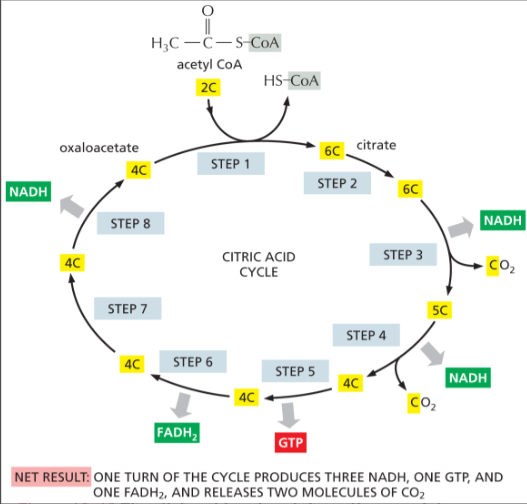 <p>it is the starting fuel for the Citric Acid Cycle</p><ol><li><p><strong>Acetyl-CoA (2 carbons)</strong> enters the citric acid cycle.</p></li><li><p>It <strong>combines with oxaloacetate (4 carbons)</strong>.</p></li><li><p>This forms <strong>citrate (6 carbons)</strong>.</p></li></ol><p> So the first reaction of the cycle is: </p><p><strong>Acetyl-CoA + oxaloacetate → citrate</strong></p>