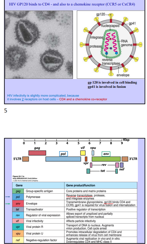 <p>Viruses</p>