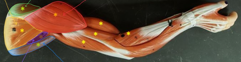 <p>Name the structure highlighted in RED</p>