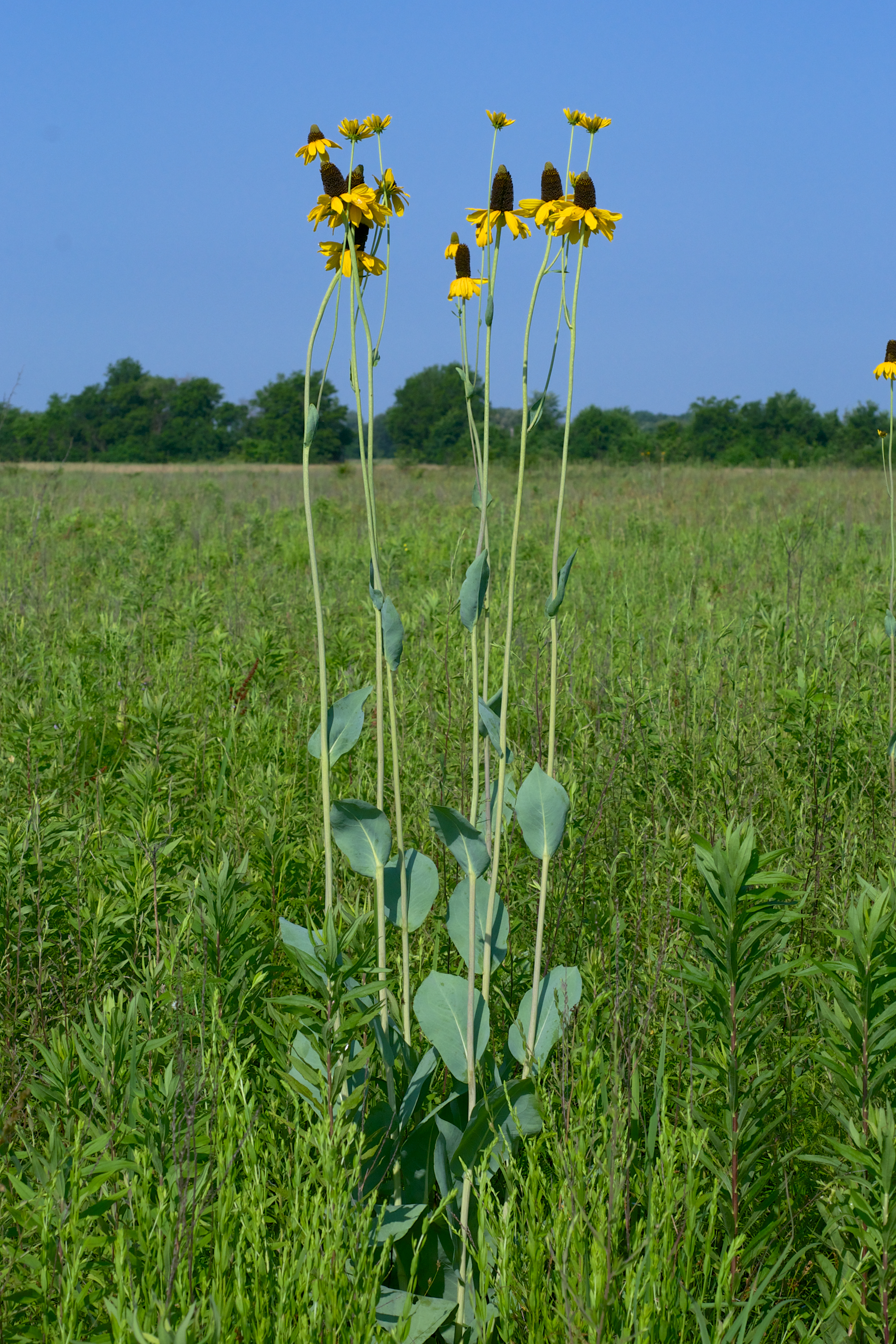 <p>asteraceae</p><p>can be 6-10 feet tall</p><p>alternate arrangement</p><p>rugged leaves - glaborous</p><p>thick </p><p>basal rosette</p><p>terminal flwoer</p><p>yellow flower drooops with long petals</p><p>brown disk flowers on large, long cone</p><p>silvery blue olored leaves</p>