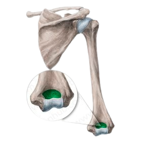 <p>What is the name of the green colored structure?</p>