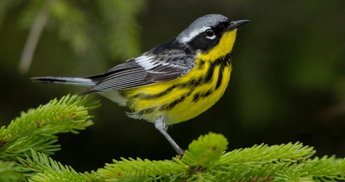 <p>Magnolia Warbler</p>