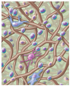 <p>Loose connective tissue that is the predominant tissue type of the lymphatic system </p><ul><li><p>Contains specialized cells and thin reticular fibers</p></li><li><p>Interweave to form “nets” that trap disease-causing pathogens </p></li><li><p>Found in lymphoid organs and also as independent clusters</p></li></ul><p></p>