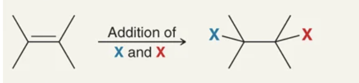 <p>addition of X and X</p>