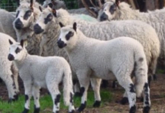 <p>welk type schaap is dit </p>