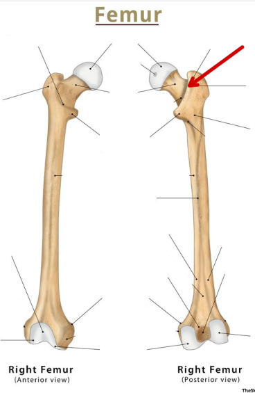 <p>Femur</p>