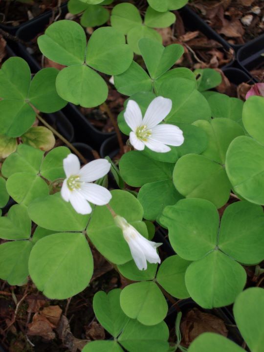 <p>Oxalis oregana</p>