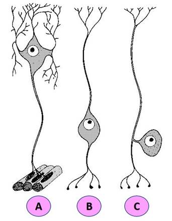 <p>Identify the structural type of neuron labeled “C” in the diagram below.</p>