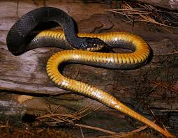 <p>Colubridae. Extreme eastern and western Missouri, not in Ozark Plateau. Aquatic</p>
