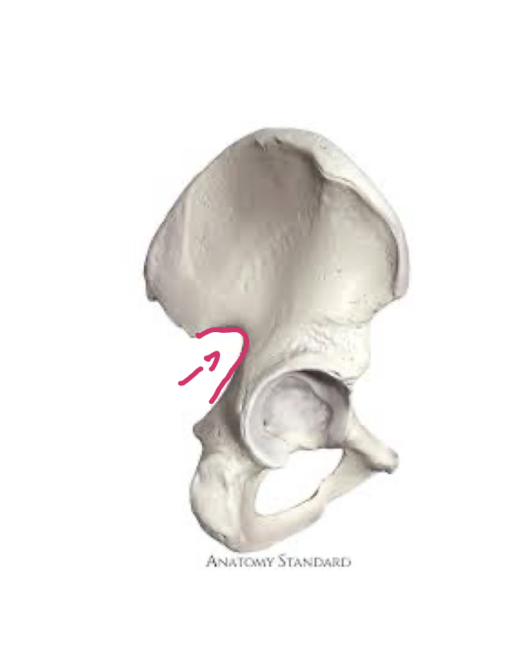 <p>At base of ilium </p>