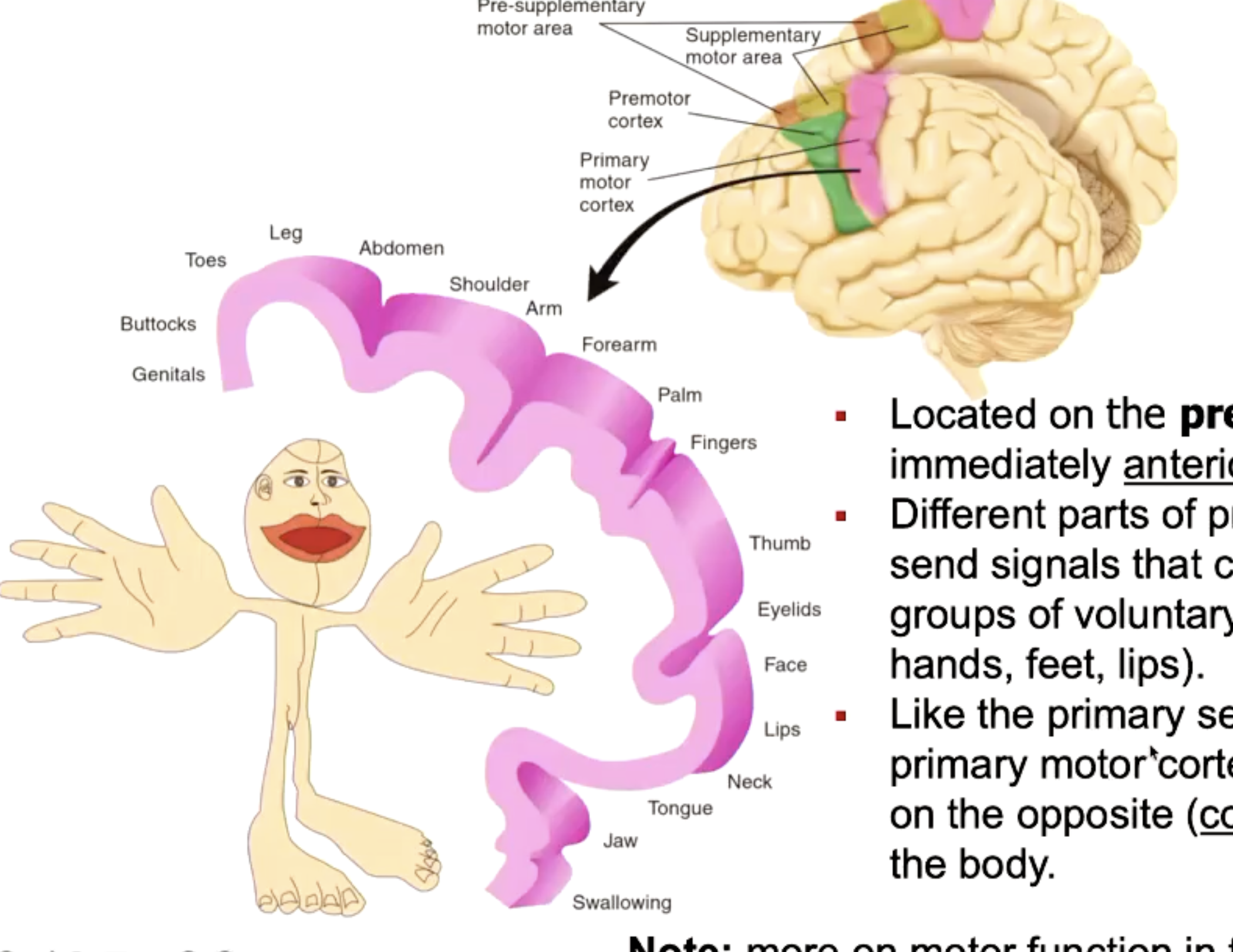 <p>Locates in precentral gyri.</p><p>Different parts of PMC send signals that control different groups of voluntary muscles.</p><p>The PMC controls muscles on contralateral side of body.</p>