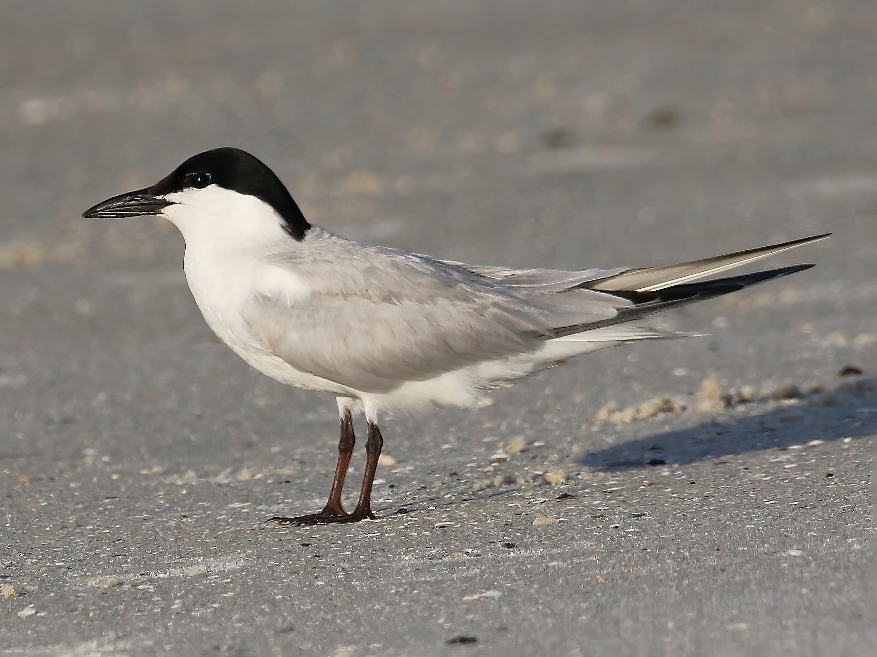 <p>Order Charadriiformes Family Laridae</p>