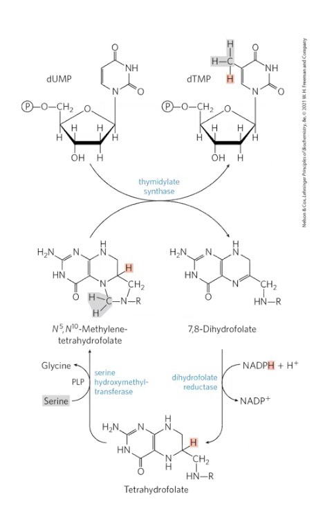 <p><strong>Thymidylate synthase </strong>is important to convert DUMP to DUTP</p><p>Requires folic acid derivative <em>N</em><sup>5</sup>,<em>N</em><sup>10</sup>-Methylenetetrahydrofolate (Part of folic acid cycle)</p><p>Folic acid deficiency occurs in ~10% of opopulation (50% in impoverished communities). Reduced thymidylate synthesis causes U to be incorporated into DNA. Attempt to fix this causes strand breaks that affect DNA structure and function.</p>