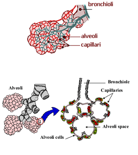 <p><span>1.</span><span style="font-family: "Tw Cen MT";">Many alveoli each with a large surface area compared to their volume. The larger the surface area, the faster diffusion can occur.</span></p><p><span>2.</span><span style="font-family: "Tw Cen MT";">Each alveolus well supplied with blood capillaries in which blood flow is continuous. The <br>greater the <br>volume of blood, <br>the faster diffusion <br>can occur.</span></p>
