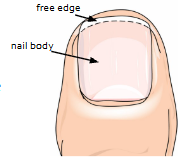 <p>Opaque, white, crescent-shaped region at the nail base where the thickened nail matrix blocks underlying capillary visibility.</p>