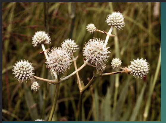 <p><span>sessile flowers attach at one place </span></p>