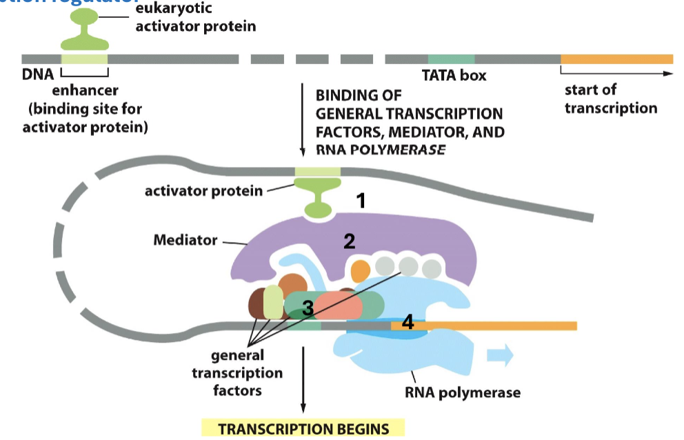 <ol><li><p>regulatory DNA sequences (element) are located to turn genes on or off</p></li><li><p>when transcription regulators bind to the dedicated element, the formation of a mediator occurs</p></li><li><p>mediator complex of proteins bind to chromatin modifying enzymes as a bridge</p></li></ol><p></p>