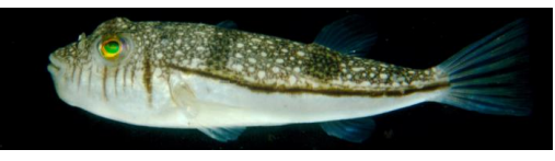 <p>FISHES (Class Actinopterygii) WEEPING TOADO (Blowie)</p>