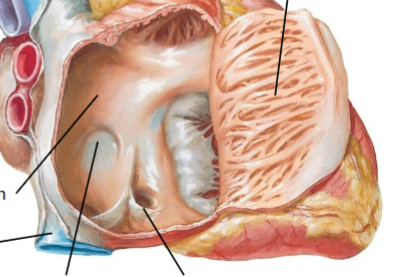 <p>Bottom left</p>