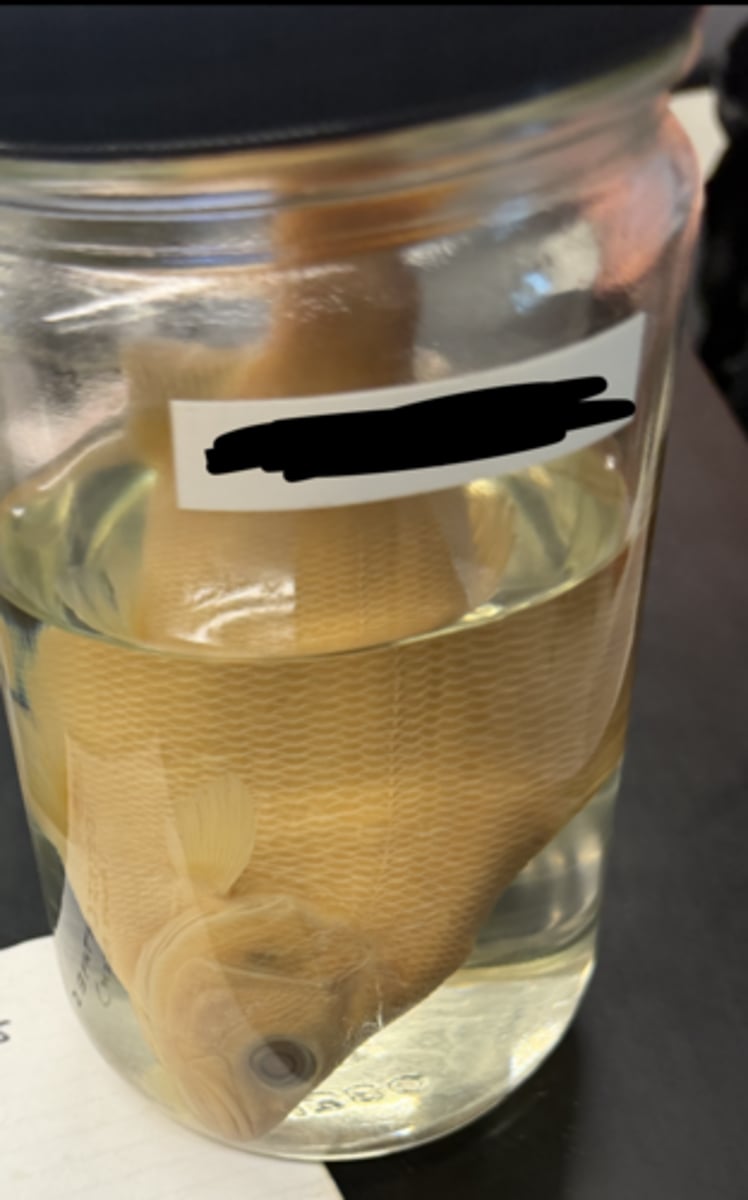 <p>phylum, class, and name</p>