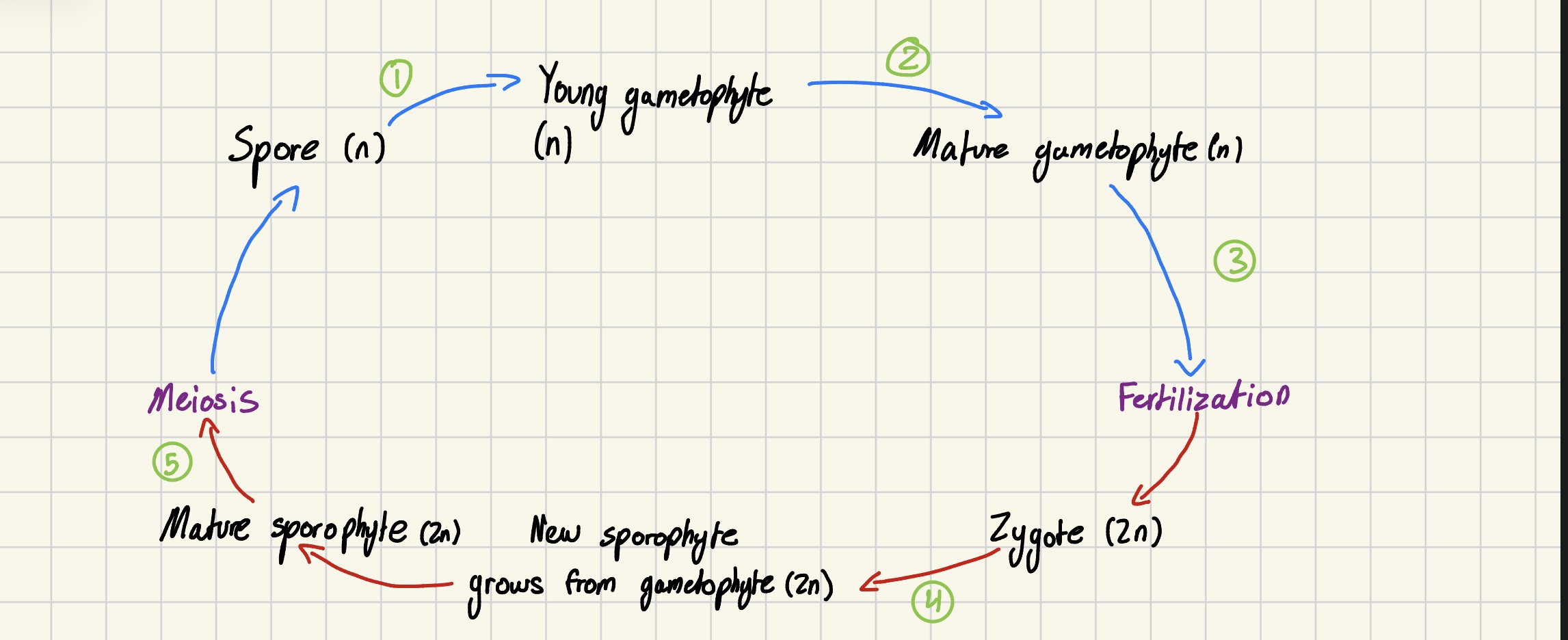 <ol><li><p>Spore released that will, in most of this group, produce a bisexual photosynthetic gametophyte</p></li><li><p>Each gametophyte creates antheridia and archegonia structures (Each mature at different times to prevent self-pollination)</p></li><li><p>Flagellated sperm swim to egg via chemotaxis</p></li><li><p>Zygotę grows out of archegonium and develops into sporophyte</p></li><li><p>Sporophyte creates sporophylls, which have sori on the underside, with each sorus have several sporangia</p><ol><li><p>Sporangia undergoes meiosis and produces spores</p></li></ol></li></ol><p></p>