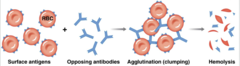 <p>It can cause clumping and hemolysis</p>