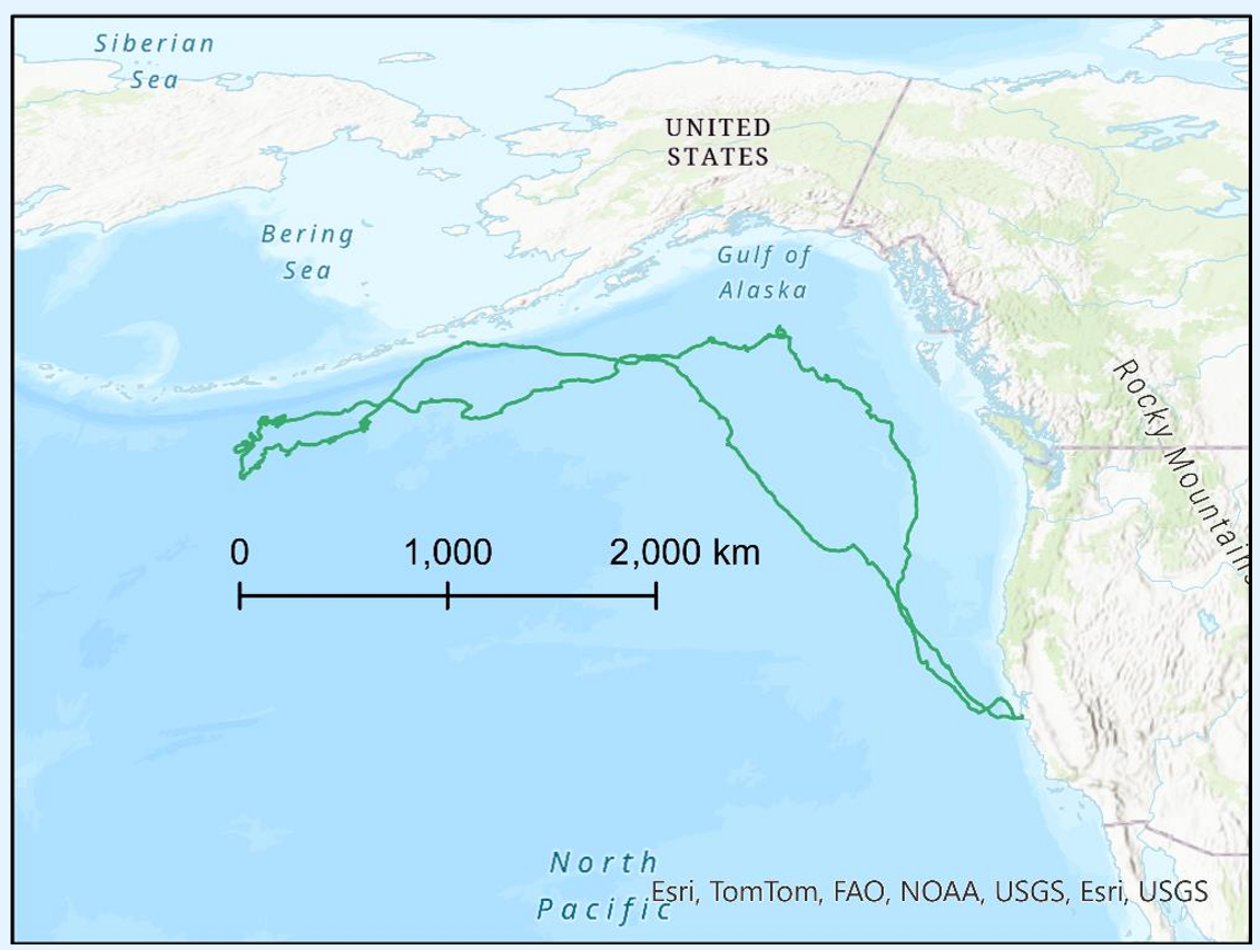 <p>Seal journey projected with equal area projection</p>