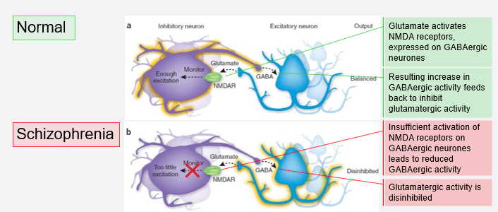 <ul><li><p>in a normal person:</p><ul><li><p>glutamate activates NMDA receptors on GABAergic neurones </p></li><li><p>increases GABAergic activity</p></li><li><p>inhibits glutamatergic activity</p></li></ul></li><li><p>in schizophrenia:</p><ul><li><p>not enough NMDA activation on GABAergic neurones </p></li><li><p>decreased GABAergic activity </p></li><li><p>disinhibition of glutamatergic activity → more active, cytotoxicity </p></li></ul></li></ul><p></p>