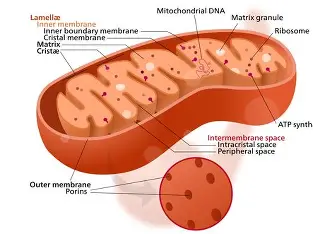 <p>Where does cellular respiration take place?</p>