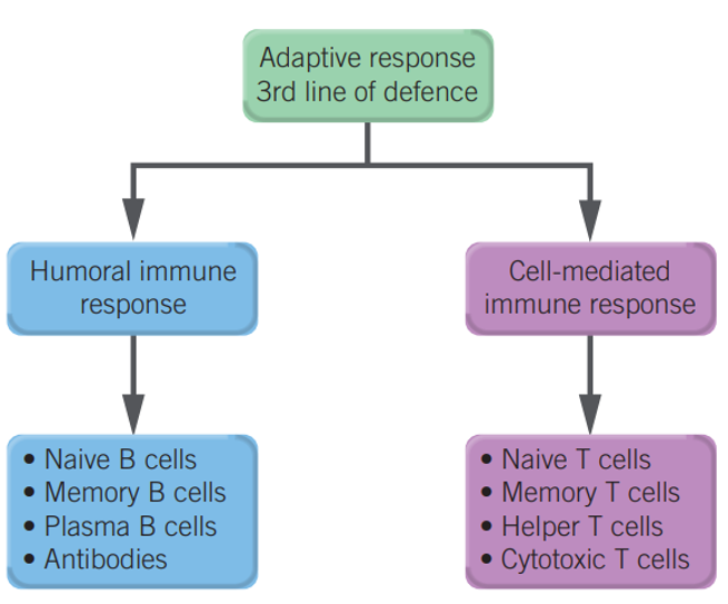 <ul><li><p>T helper cells</p><ul><li><p>humeral</p><ul><li><p>Naive B cells</p></li><li><p>B memory cells</p></li><li><p>Plasma cells (Antibodies)</p></li></ul></li><li><p>cell medicated /cellular response</p><ul><li><p>Naïve T cells</p></li><li><p>helper T cells</p></li><li><p>Cytotoxic T cells</p></li><li><p>memory T cells</p></li></ul></li></ul></li></ul><p></p>