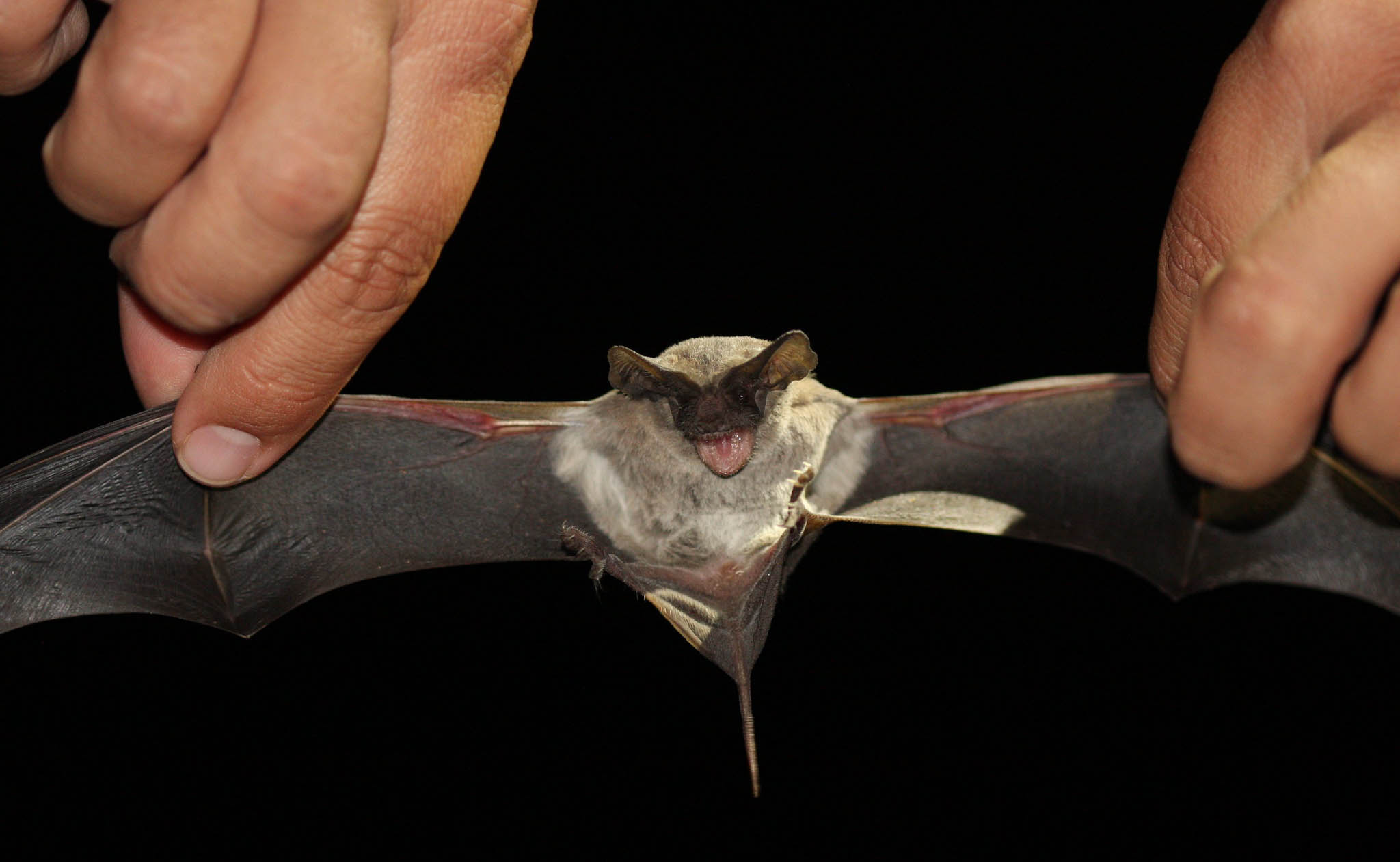 <p>So called for the way in which part of the tail extends somewhat beyond the membrane connecting the hind legs. Some free-tailed bats are also known as mastiff bats because their faces bear a superficial resemblance to those dogs.</p>