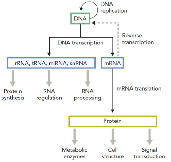 <p>genetic info flows from DNA to RNA to protein</p><p>DNA replication: copies the genome </p><p>Transcription: produces RNA from DNA</p><ul><li><p>occurs in nucleus &amp; generates mRNA</p></li></ul><p>Translation: uses mRNA to synthesize proteins</p><ul><li><p>requires protein-synthesizing complex </p></li><li><p>charged tRNAs form base pairs with mRNA through codon-anticodon hydrogen bonds</p></li></ul><p>M1T3</p>