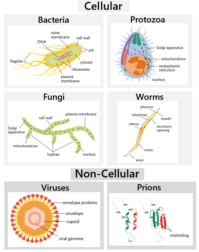 <ul><li><p>pathogens - sources of non-self antigens that can cause disease. toxins that some pathogens secrete can also act as antigens.</p><ul><li><p>cellular pathogens - living organisms with a cellular structure</p><ul><li><p>bacteria</p></li><li><p>fungi</p></li><li><p>protozoa</p></li><li><p>nematodes (worms)</p></li></ul></li><li><p>non-cellular pathogens - don’t have a cellular structure + are non-living</p><ul><li><p>DNA viruses</p></li><li><p>RNA viruses</p></li><li><p>prions</p></li></ul></li></ul></li></ul><p></p>