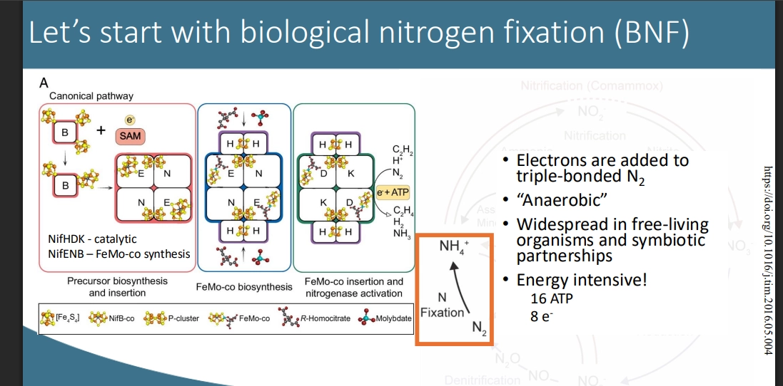 <ul><li><p>a complex process. adding e to N2, reducing it to form NH4+ (entirely reduced form of N2)</p></li><li><p>uses a protein complex, built around the biosynthesis of FeMo-co (Iron Molbdenum Cofactor), which makes up the AS.</p></li><li><p>NifENB complex synthesises => converts to NifHDK complex for catalysis</p></li></ul><p>(anaerobic?)</p><ul><li><p>is entirely O2 sensitive - will only occur anaerobically (so in anaerobic environments, in anaerobic pockets, in anaerobic organisms) without a special addition to the system </p></li><li><p>eg some exceptions like cyanobacteria that simulatensously make O2 and fix N2 - but do so in different compartments</p></li><li><p>energy intensive (16ATP+8e to fix a signel N2=> NH4+) as N2 is N///N, entirely stable.</p></li></ul><p>(the organisms themselves)</p><ul><li><p>seen in both free living &amp; symbiotic partnerships</p></li></ul><ul><li><p>eg forms long chains of cells (almost multicellular) => becomes a heterocyst (shuts down and forms an impermeable cell layer) => only continues N fixation => lets out NH4+ to neighbouring cells via filaments </p></li><li><p>eg root nodule bacteria, form anaerobic pockets => fix N2 in an aerobic environmnent </p></li></ul><p></p>