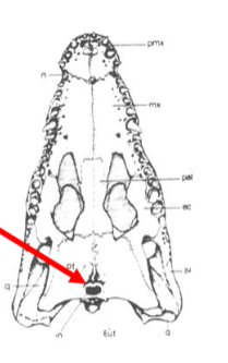 <p>What structure, in what animal, is the arrow pointing to?</p>